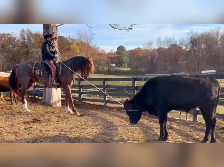 American Quarter Horse Wałach 10 lat 152 cm Kasztanowatodereszowata in Robards KY