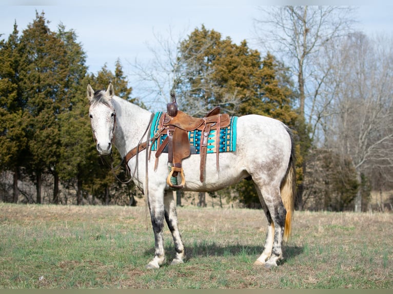 American Quarter Horse Wałach 10 lat 152 cm Siwa jabłkowita in Greenville, KY