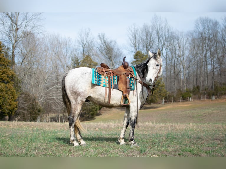 American Quarter Horse Wałach 10 lat 152 cm Siwa jabłkowita in Greenville, KY