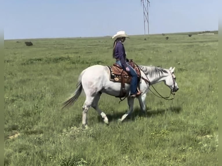 American Quarter Horse Wałach 10 lat 152 cm Siwa in Amarillo, TX