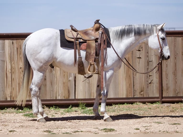 American Quarter Horse Wałach 10 lat 152 cm Siwa in Amarillo, TX