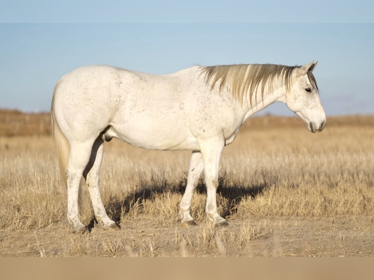 American Quarter Horse Wałach 10 lat 152 cm Siwa in Canyon, TX