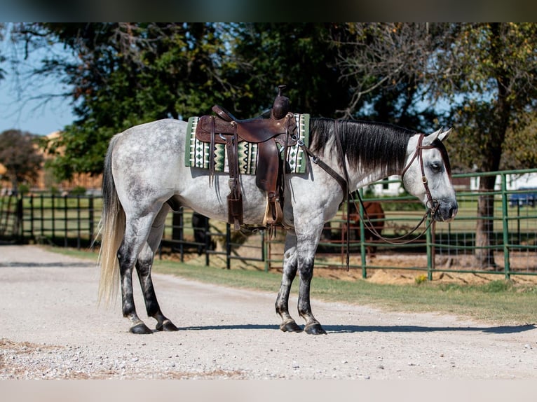 American Quarter Horse Wałach 10 lat 152 cm Siwa in Argyle, TX