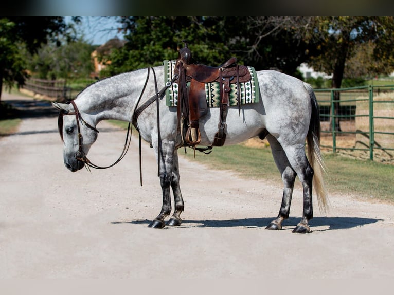 American Quarter Horse Wałach 10 lat 152 cm Siwa in Argyle, TX