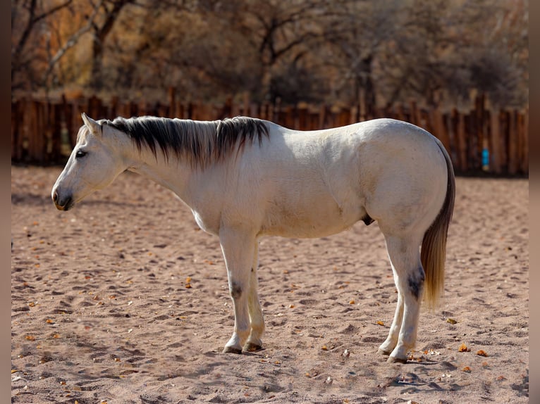 American Quarter Horse Wałach 10 lat 152 cm Siwa in Camp Verde, AZ