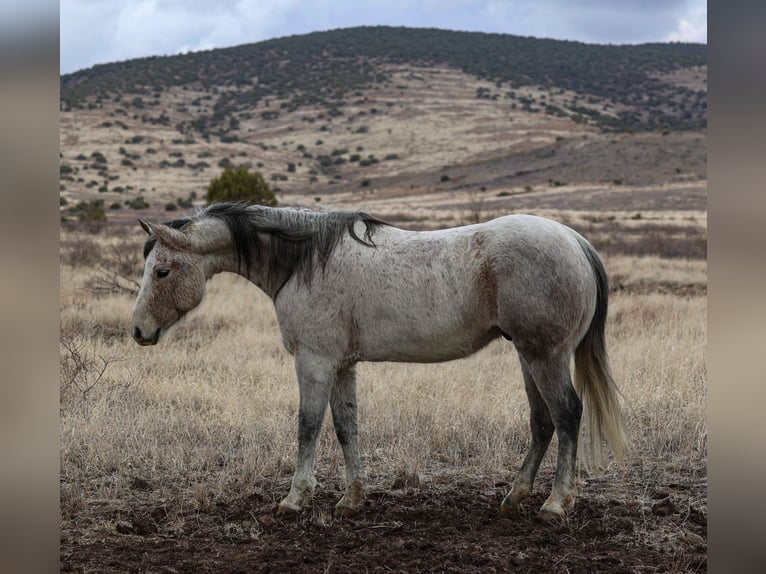 American Quarter Horse Wałach 10 lat 152 cm Siwa in Camp Verde, AZ