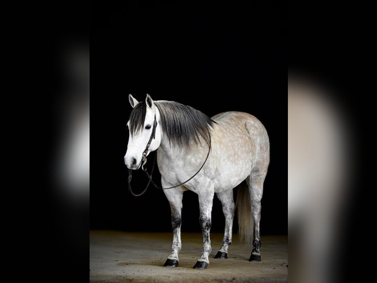 American Quarter Horse Wałach 10 lat 152 cm Siwa in Clarion, PA