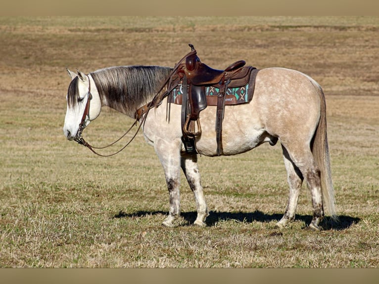 American Quarter Horse Wałach 10 lat 152 cm Siwa in Clarion, PA