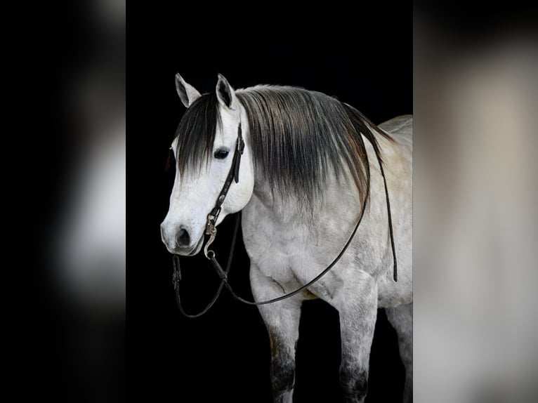 American Quarter Horse Wałach 10 lat 152 cm Siwa in Clarion, PA