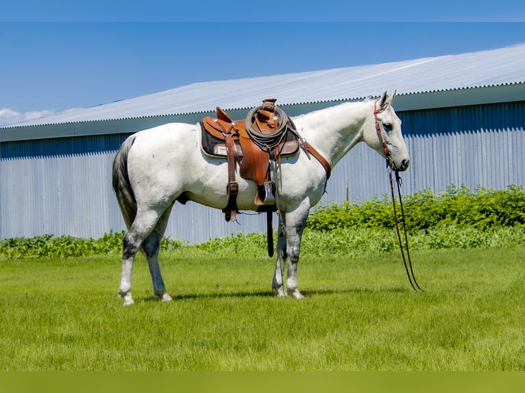 American Quarter Horse Wałach 10 lat 152 cm Siwa in Saint Anthony