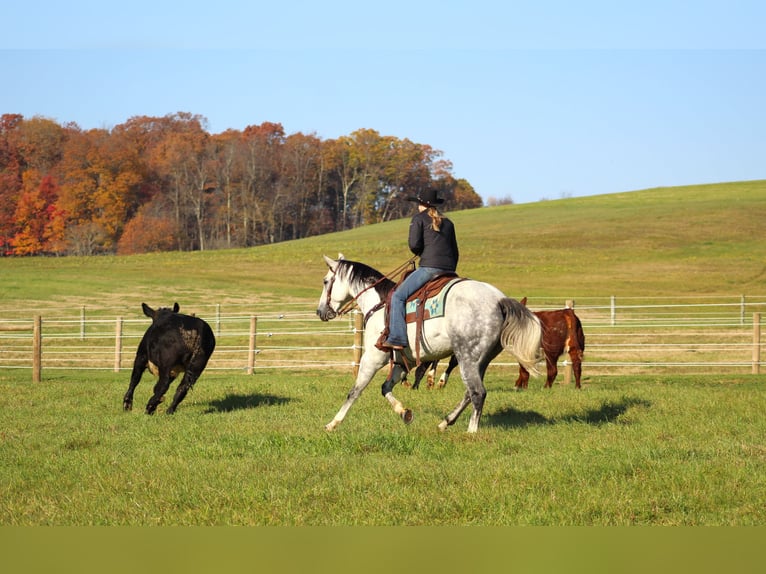 American Quarter Horse Wałach 10 lat 152 cm Siwa in Clarion, PA