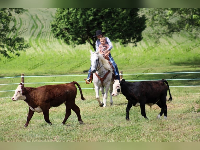 American Quarter Horse Wałach 10 lat 152 cm Siwa w hreczce in Clarion, PA