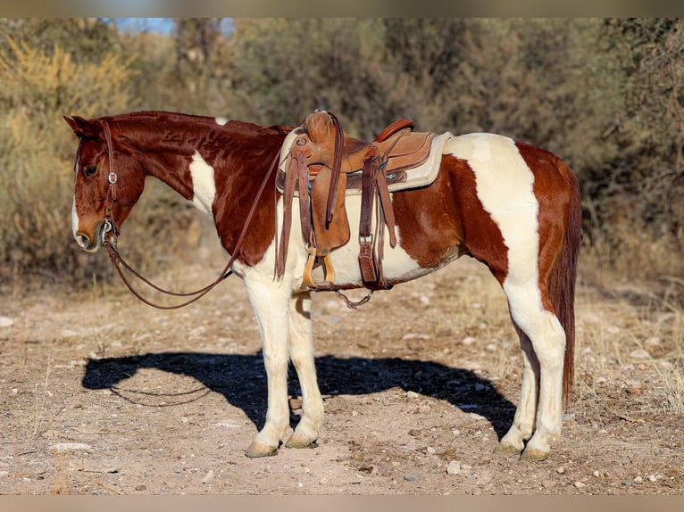 American Quarter Horse Wałach 10 lat 152 cm Tobiano wszelkich maści in Camp Verde AZ