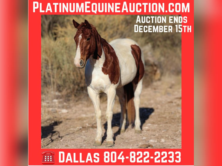 American Quarter Horse Wałach 10 lat 152 cm Tobiano wszelkich maści in Camp Verde AZ