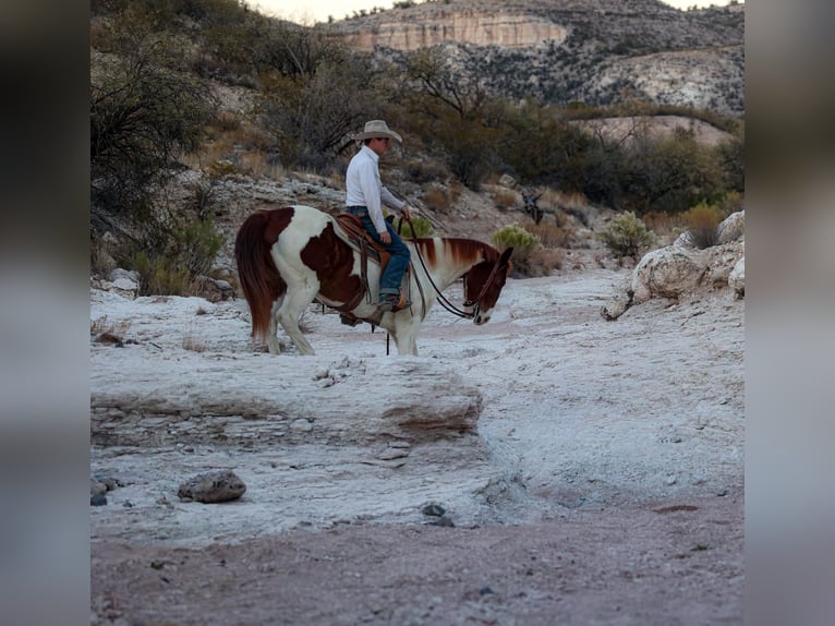 American Quarter Horse Wałach 10 lat 152 cm Tobiano wszelkich maści in Camp Verde AZ