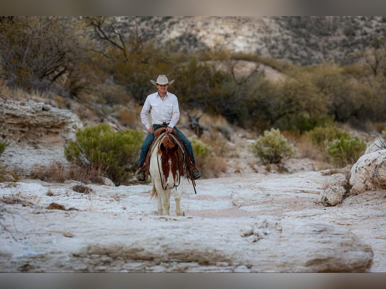 American Quarter Horse Wałach 10 lat 152 cm Tobiano wszelkich maści in Camp Verde AZ