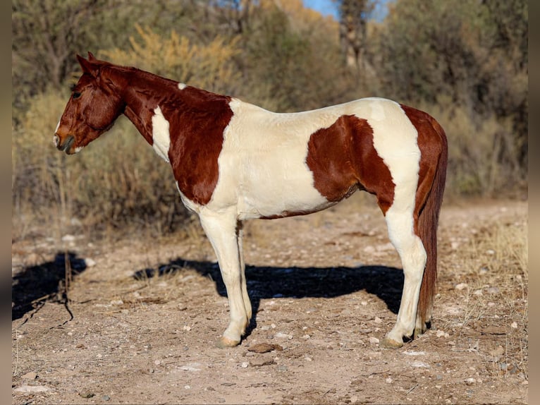 American Quarter Horse Wałach 10 lat 152 cm Tobiano wszelkich maści in Camp Verde AZ