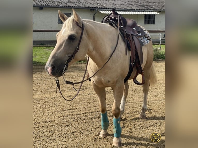 American Quarter Horse Wałach 10 lat 154 cm in Nassenfels