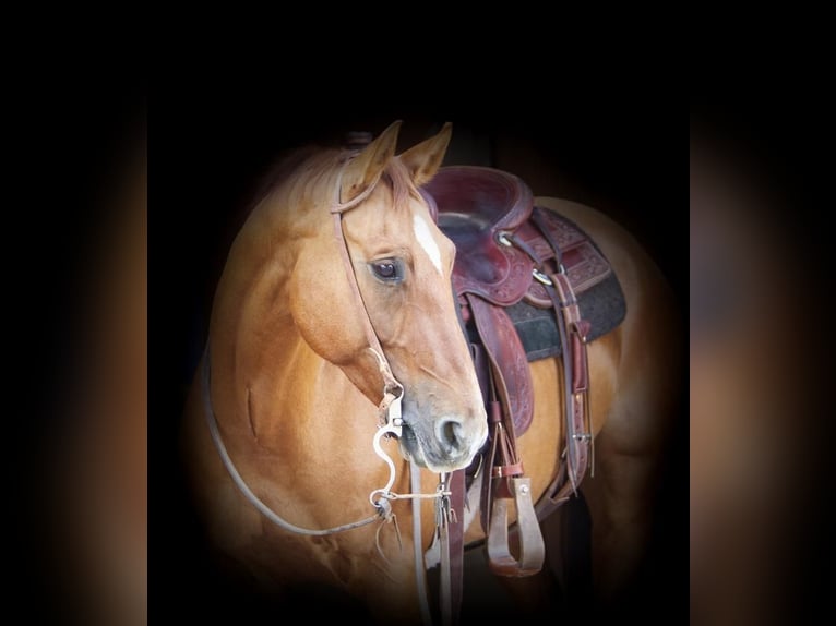 American Quarter Horse Wałach 10 lat 155 cm Bułana in Redrock, NM
