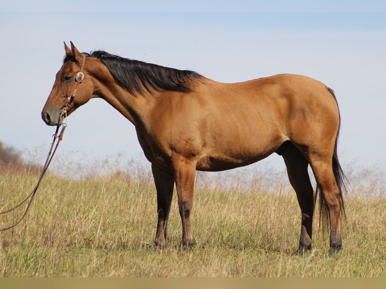 American Quarter Horse Wałach 10 lat 155 cm Bułana in Brodhead Ky