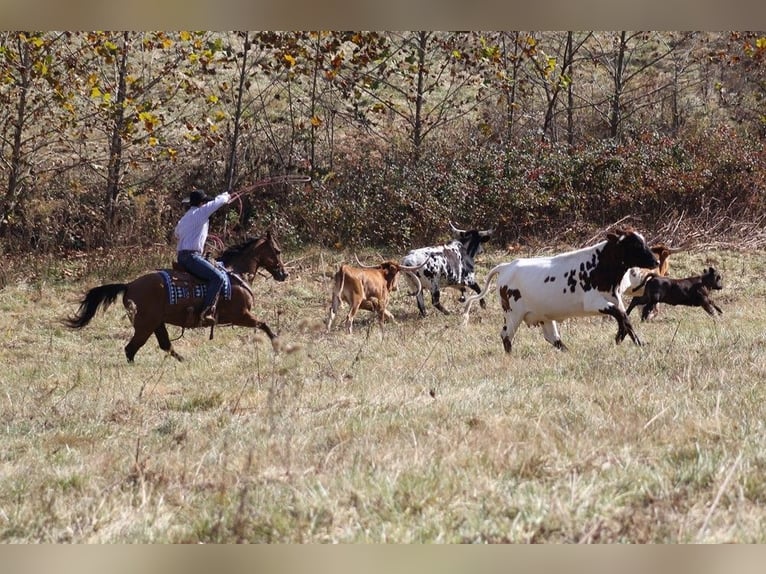 American Quarter Horse Wałach 10 lat 155 cm Bułana in Brodhead Ky