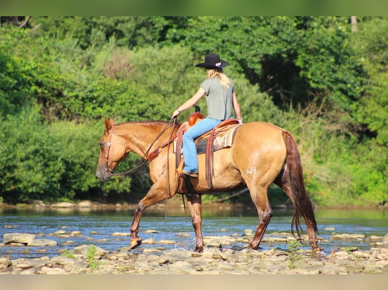 American Quarter Horse Wałach 10 lat 155 cm Bułana in Clarion, PA