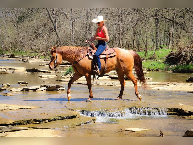 American Quarter Horse Wałach 10 lat 155 cm Bułana in Hillsboro KY