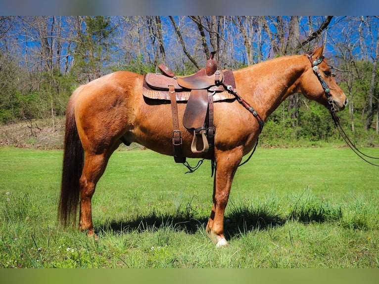 American Quarter Horse Wałach 10 lat 155 cm Bułana in Hillsboro KY