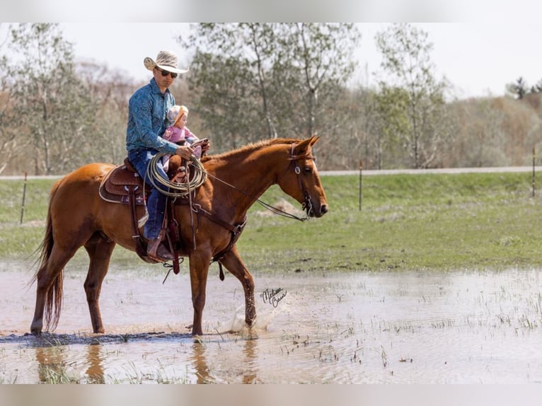 American Quarter Horse Wałach 10 lat 155 cm Ciemnokasztanowata in Clayton WI