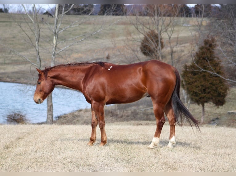 American Quarter Horse Wałach 10 lat 155 cm Ciemnokasztanowata in Hardinsburg IN