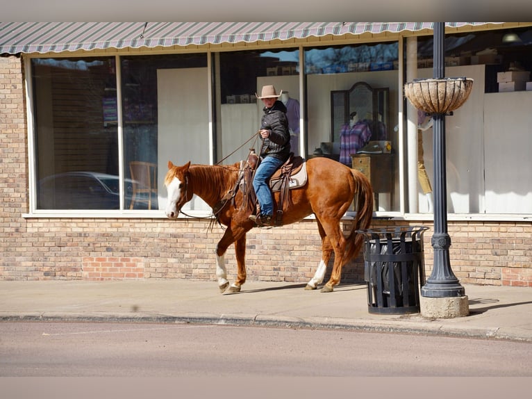 American Quarter Horse Wałach 10 lat 155 cm Cisawa in Sioux Falls, SD