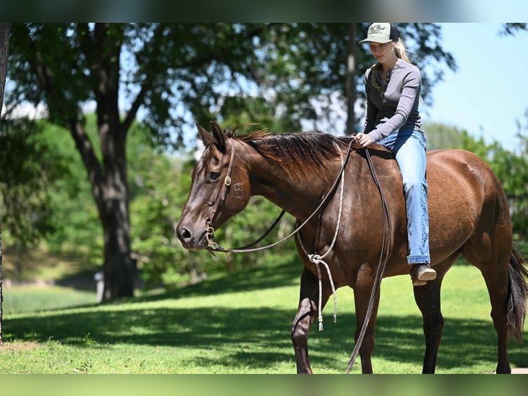 American Quarter Horse Wałach 10 lat 155 cm Gniada in Waco, TX