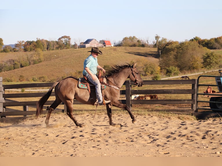 American Quarter Horse Wałach 10 lat 155 cm Grullo in Hillsboro, KY