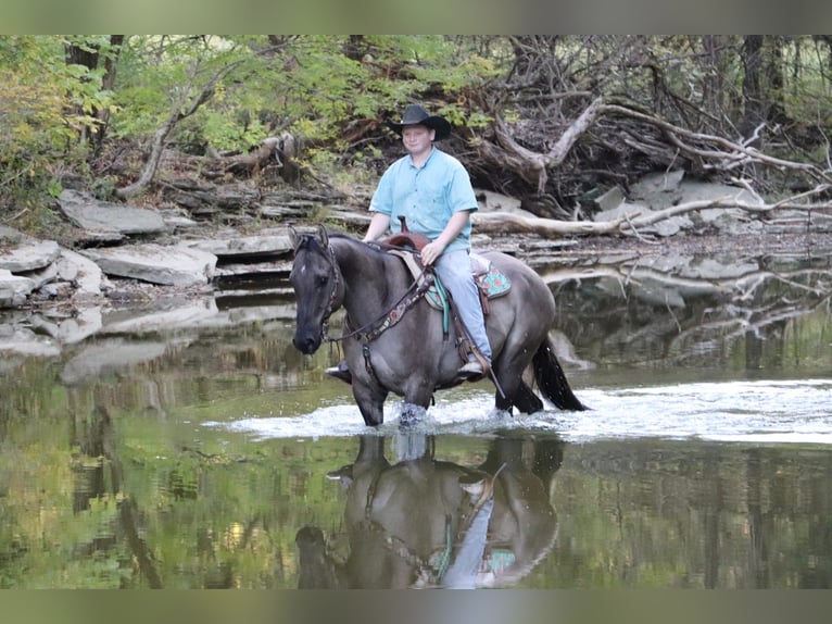 American Quarter Horse Wałach 10 lat 155 cm Grullo in Hillsboro, KY