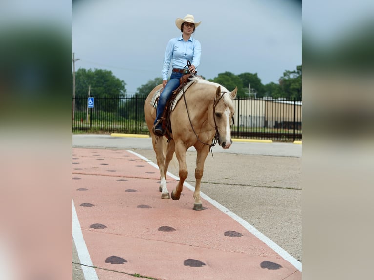 American Quarter Horse Wałach 10 lat 155 cm Izabelowata in Grand Saline, TX