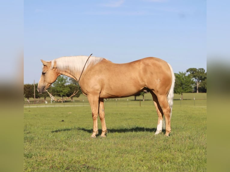 American Quarter Horse Wałach 10 lat 155 cm Izabelowata in Grand Saline, TX