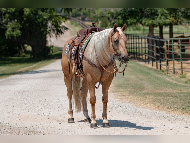 American Quarter Horse Wałach 10 lat 155 cm Izabelowata in Argyle, TX