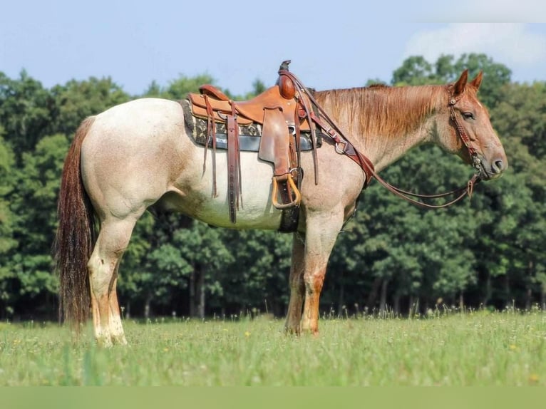 American Quarter Horse Wałach 10 lat 155 cm Kasztanowatodereszowata in Clarion, PA
