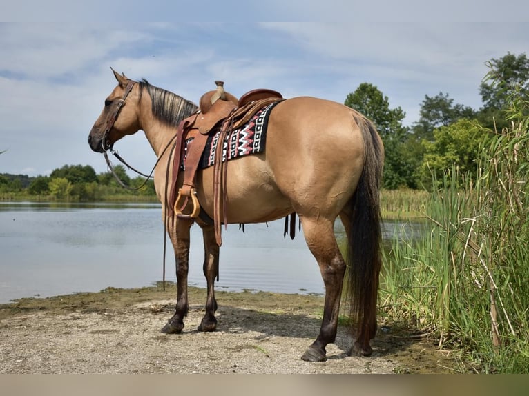 American Quarter Horse Mix Wałach 10 lat 155 cm in Crab Orchard, KY