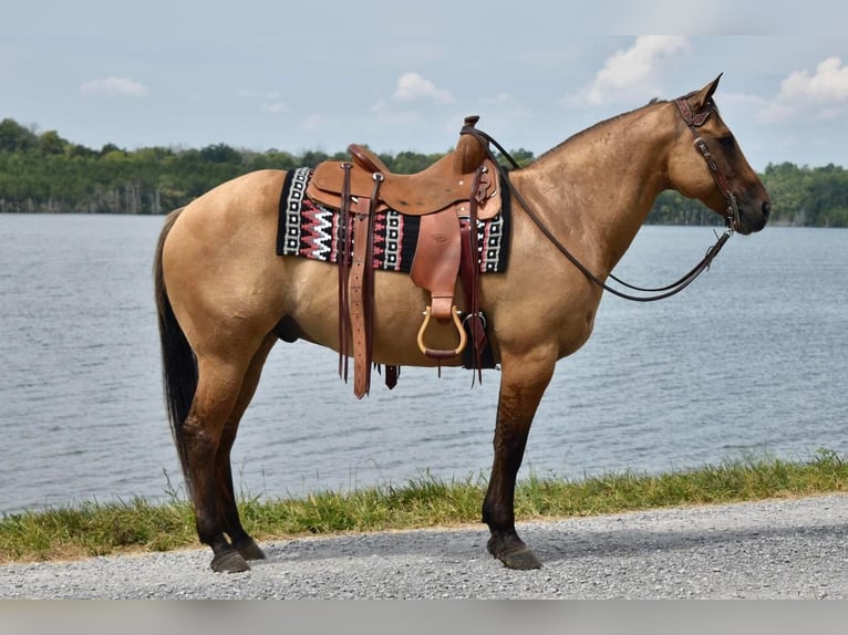 American Quarter Horse Mix Wałach 10 lat 155 cm in Crab Orchard, KY