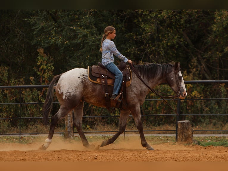 American Quarter Horse Wałach 10 lat 155 cm in Joshua