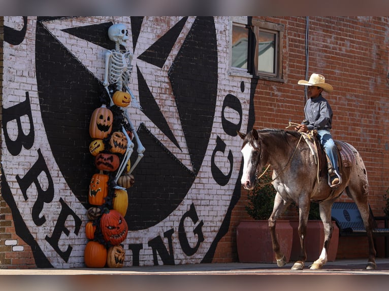 American Quarter Horse Wałach 10 lat 155 cm in Joshua