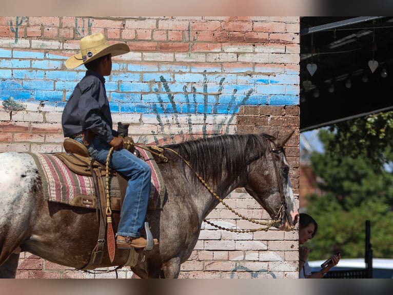 American Quarter Horse Wałach 10 lat 155 cm in Joshua