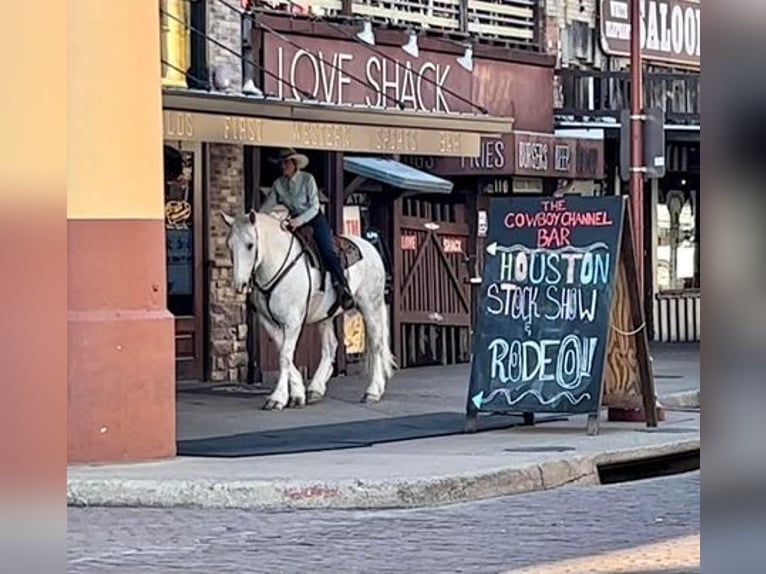 American Quarter Horse Wałach 10 lat 155 cm Siwa jabłkowita in White Bluff, TN