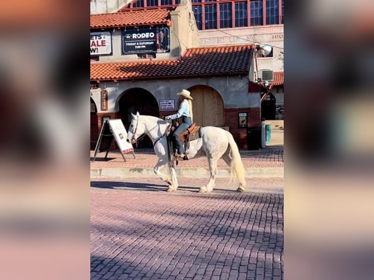 American Quarter Horse Wałach 10 lat 155 cm Siwa jabłkowita in White Bluff, TN