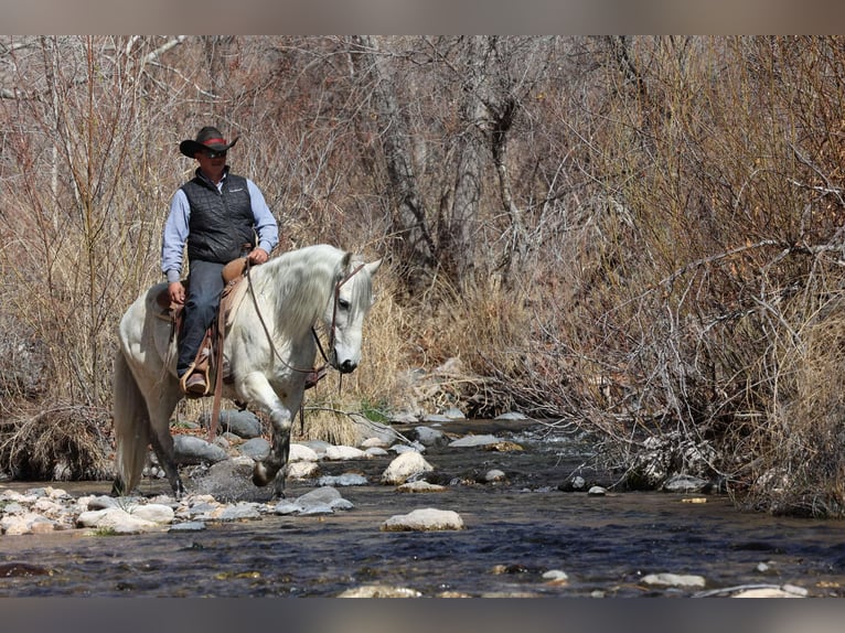 American Quarter Horse Wałach 10 lat 155 cm Siwa in Camp Verde AZ