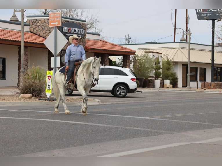 American Quarter Horse Wałach 10 lat 155 cm Siwa in Camp Verde AZ