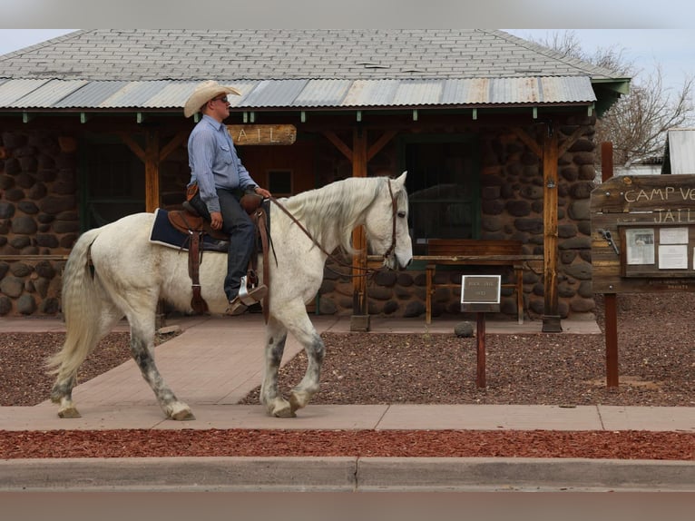 American Quarter Horse Wałach 10 lat 155 cm Siwa in Camp Verde AZ