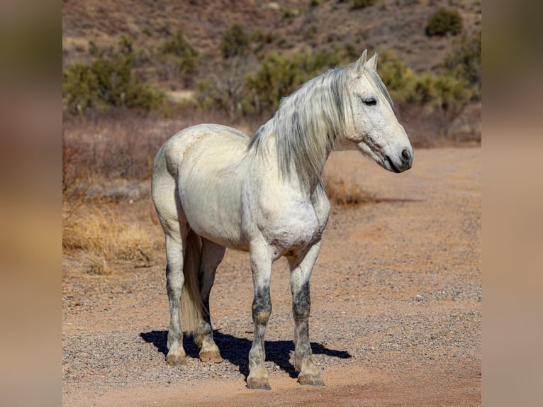 American Quarter Horse Wałach 10 lat 155 cm Siwa in Camp Verde AZ