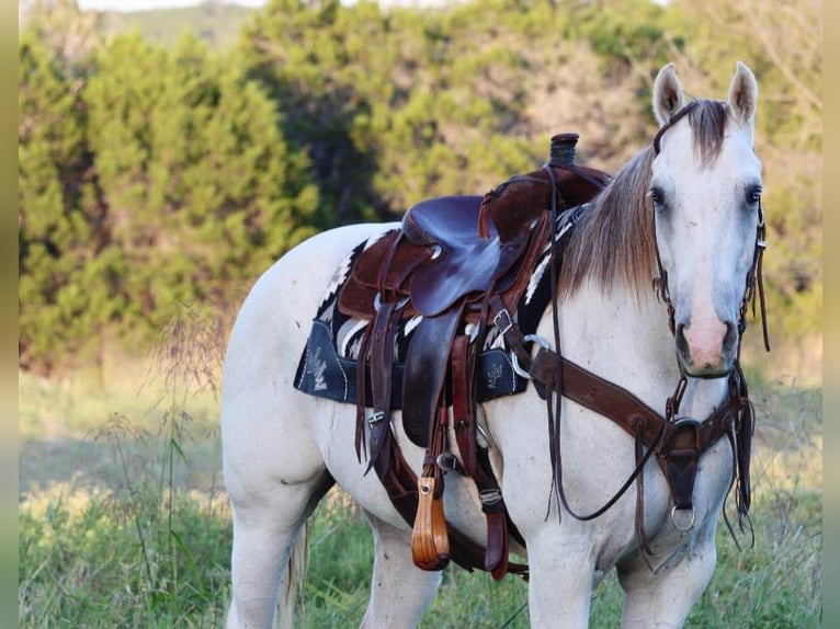 American Quarter Horse Wałach 10 lat 155 cm Siwa in Stephenville Tx